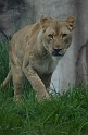 Kids_DZoo_Safari-I (94)